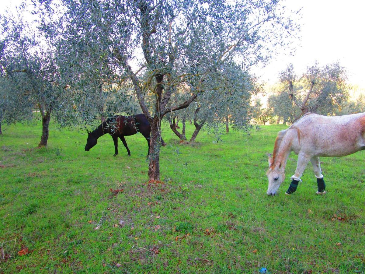 Il Mandorlo Di Monteriggioni Appartement Buitenkant foto